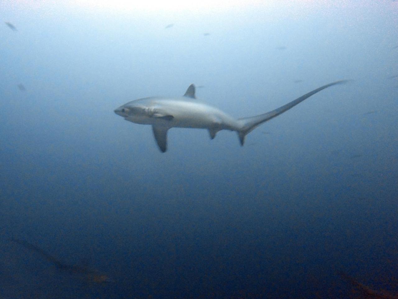 The Shark'S Tail Dive Center Otel Daanbantayan Dış mekan fotoğraf
